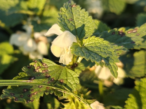 Lamium album observed 2026-10-28