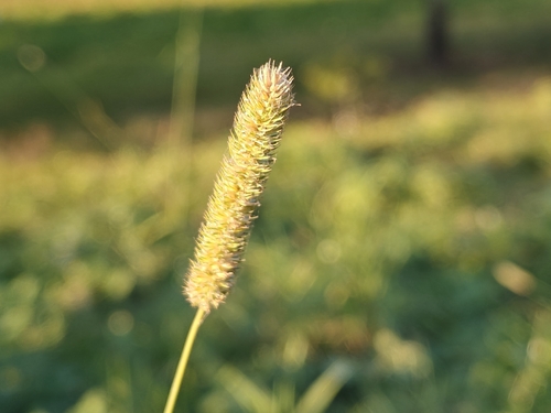Phleum pratense observed 2026-10-28