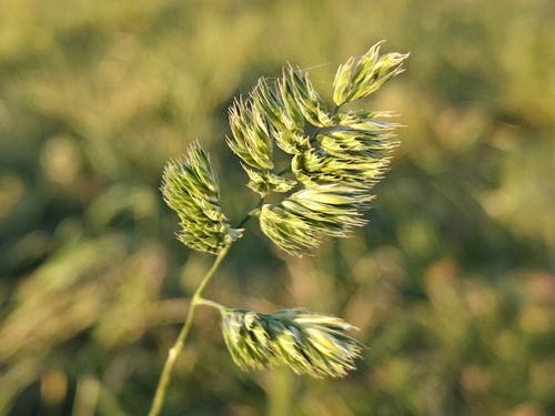 Festuca observed 2026-10-28