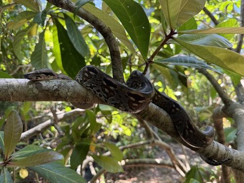 Boa observed 2026-10-28