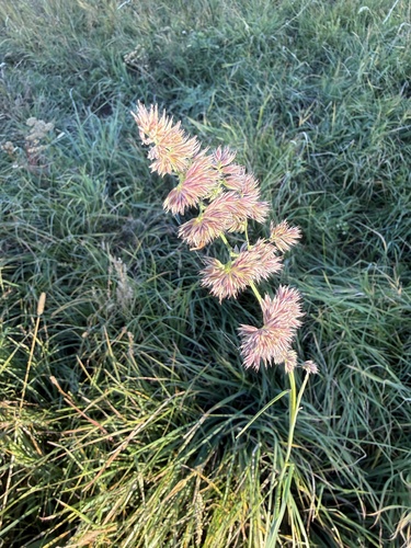 Festuca observed 2026-10-28