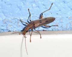 Parisopalpus nigronotatus