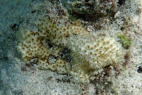 Cyphastrea agassizi observed 2020-05-28