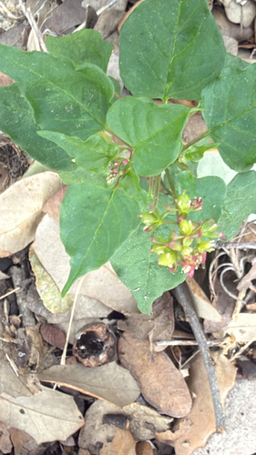 Rivina humilis observed 2026-10-28