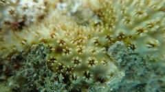 Cyphastrea agassizi