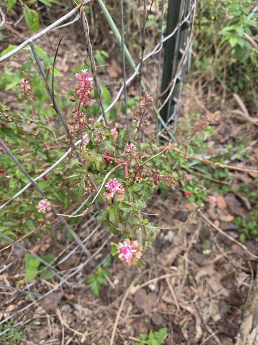 Rivina humilis observed 2026-10-28