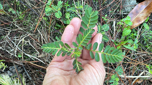 Phyllanthus urinaria observed 2026-10-28