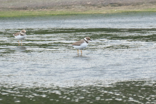 Charadrius dubius observed 2026-10-28