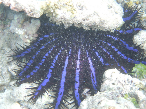 Acanthaster planci observed 2026-10-28