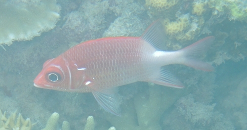 Sargocentron caudimaculatum observed 2026-10-28