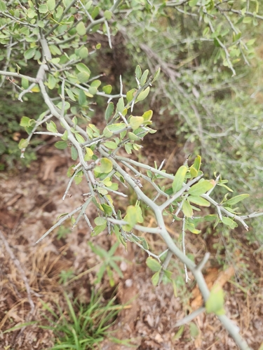 Ziziphus observed 2026-10-28