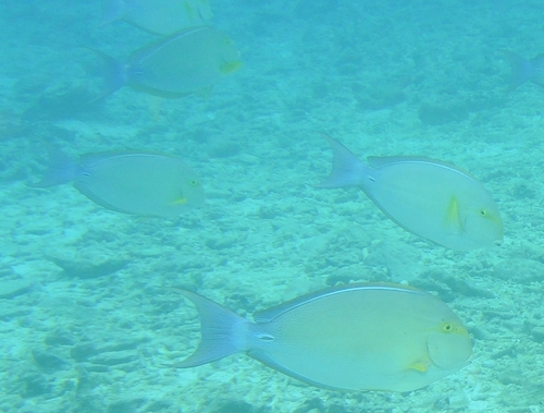 Acanthurus xanthopterus observed 2026-10-28