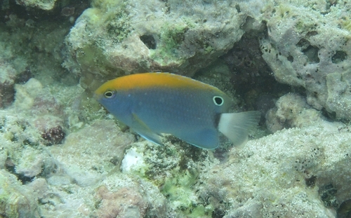 Pomacentrus observed 2026-10-28