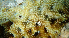 Acanthastrea