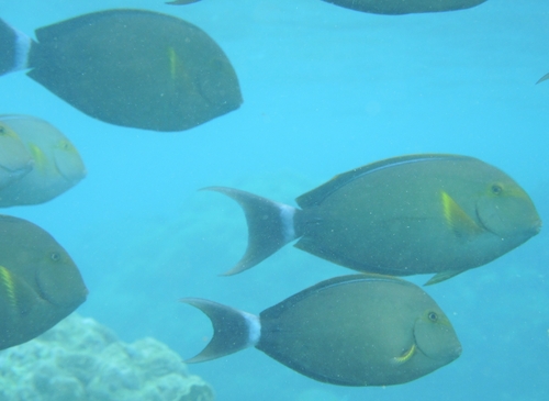 Acanthurus xanthopterus observed 2026-10-28