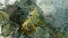 Acanthastrea