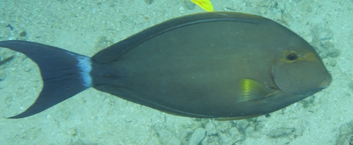 Acanthurus xanthopterus observed 2026-10-28