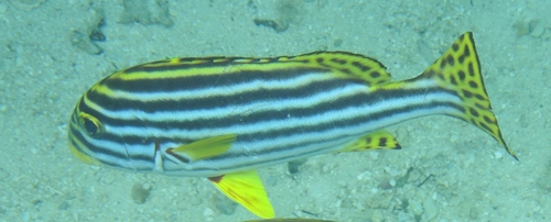 Plectorhinchus vittatus observed 2026-10-28