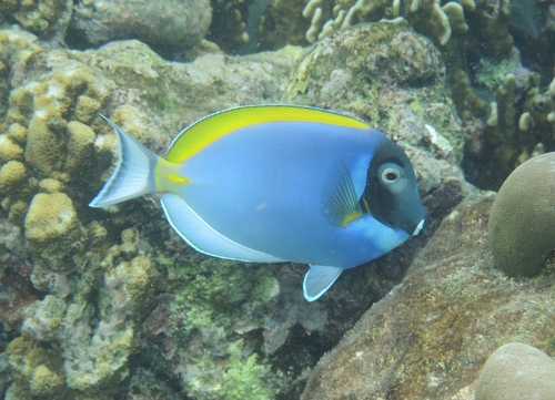 Acanthurus leucosternon observed 2026-10-28
