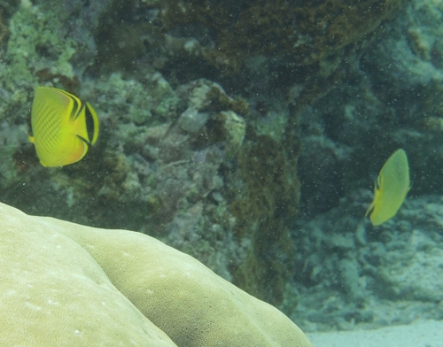 Chaetodon observed 2026-10-28