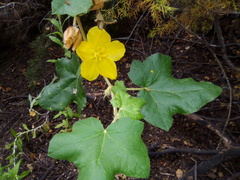 Fremontodendron mexicanum