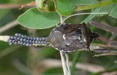 Cermatulus nasalis nasalis