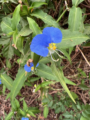 Commelina erecta observed 2026-10-28