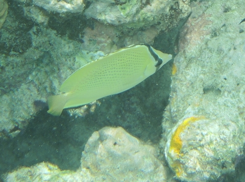 Chaetodon citrinellus observed 2026-10-28