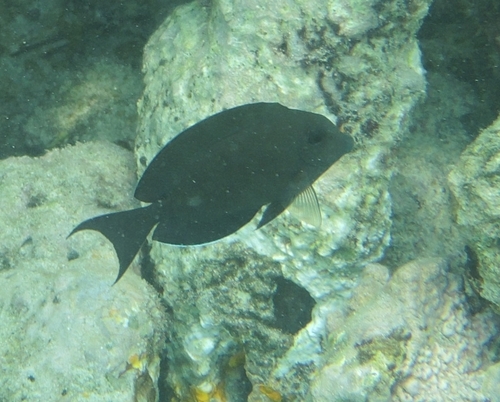 Acanthurus nigrofuscus observed 2026-10-28