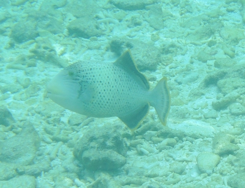 Pseudobalistes observed 2026-10-28