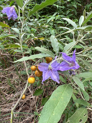 Solanum elaeagnifolium observed 2026-10-28