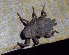 Poropterus conifer
