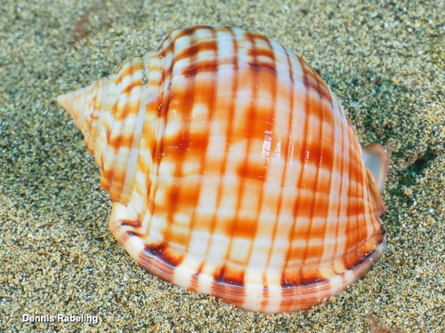 Semicassis granulata observed 2026-10-26