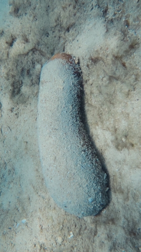 Bohadschia observed 2026-10-28