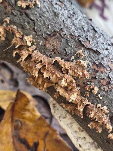 Stereum hirsutum observed 2026-10-28