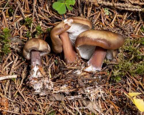 Rhodocollybia butyracea, 2026-10-28