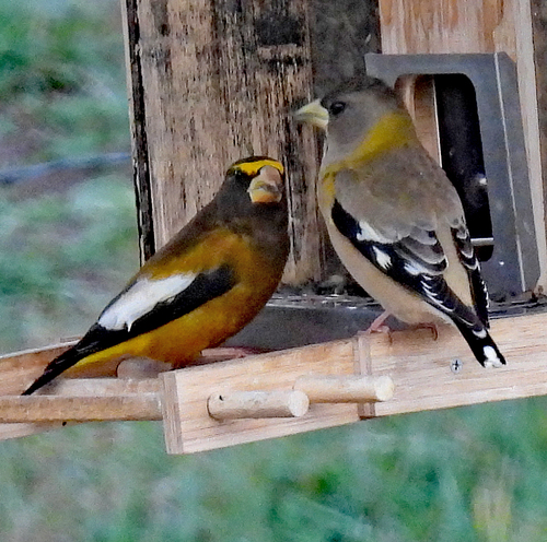 Coccothraustes coccothraustes observed 2026-10-28