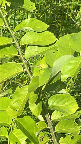 Dalbergia observed 2026-10-25