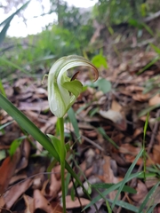 Pterostylis baptistii