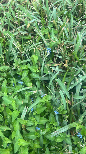 Commelina diffusa observed 2026-10-28