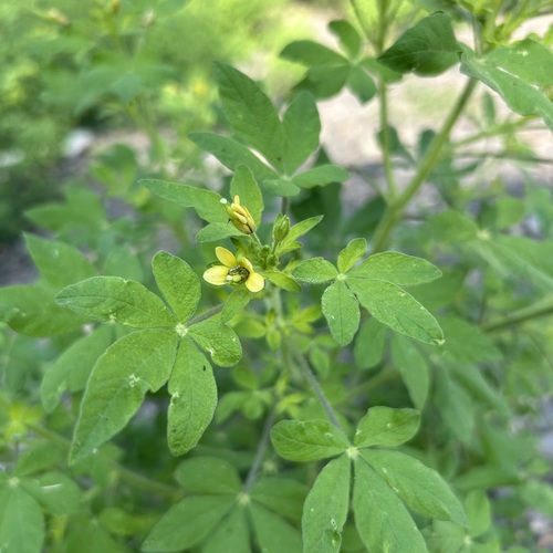 Arivela viscosa observed 2026-10-28