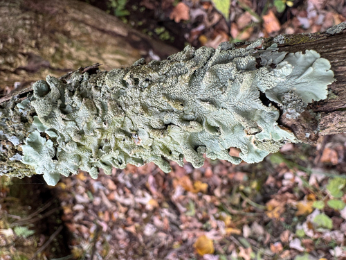 Parmotrema observed 2026-10-28