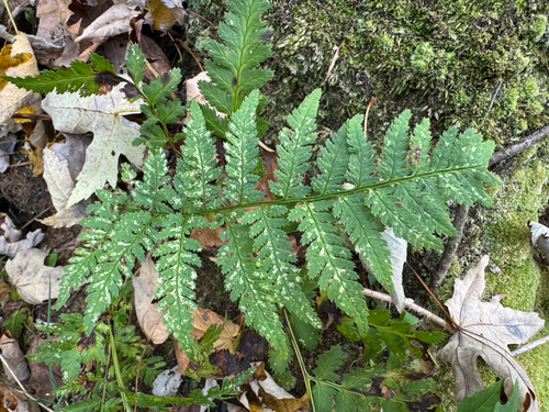 Dryopteris carthusiana observed 2026-10-28