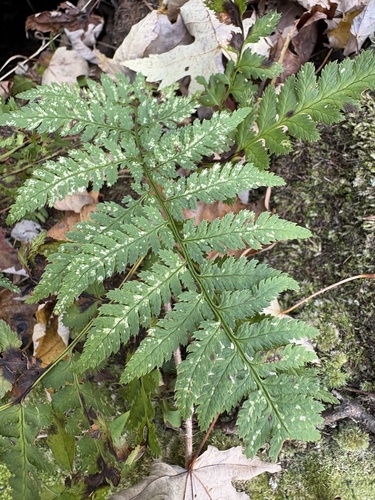 Dryopteris carthusiana observed 2026-10-28
