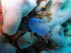 Rhopalaea
