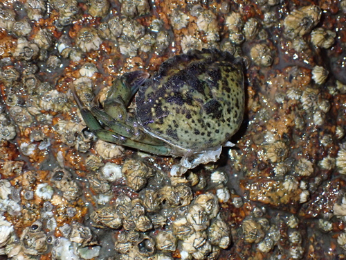 Carcinus maenas observed 2026-10-27