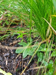 Pterostylis baptistii