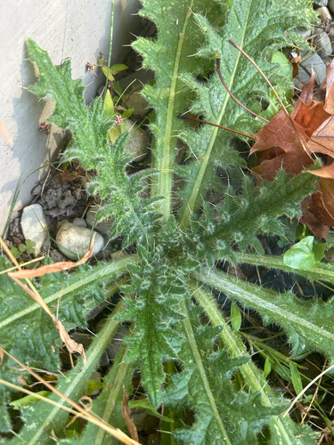 Cirsium vulgare observed 2026-10-28