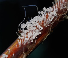 Mycena albidocapillaris