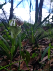 Pterostylis baptistii